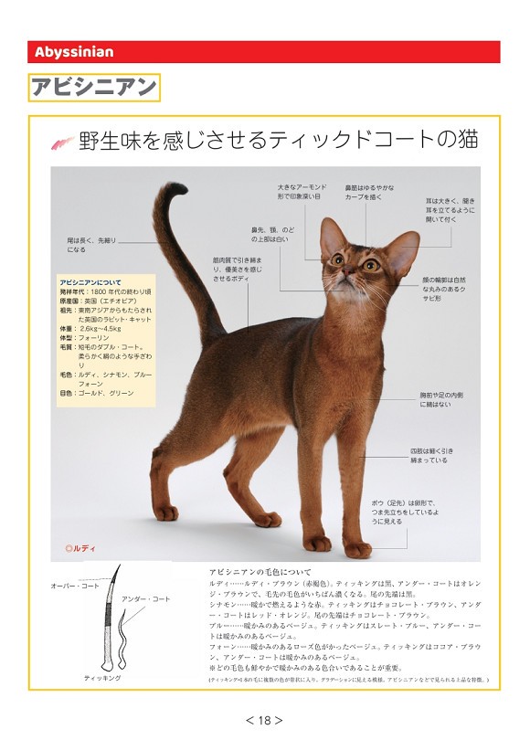 猫のグルーマー教本2