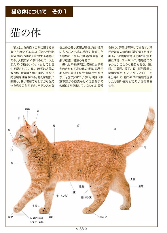 猫のグルーマー教本3