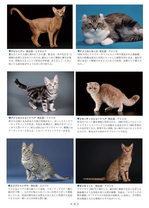 猫のグルーマー教本1