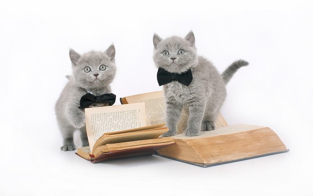 血統書について
