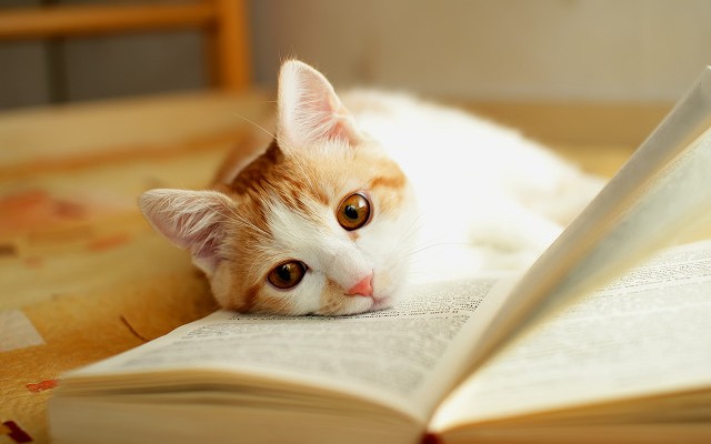 血統書の申請について