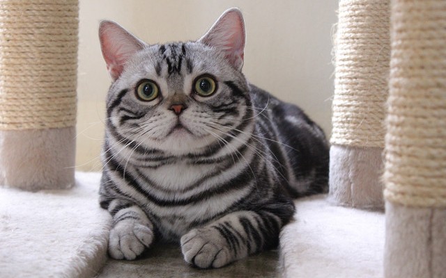 会員資格・猫舎号について